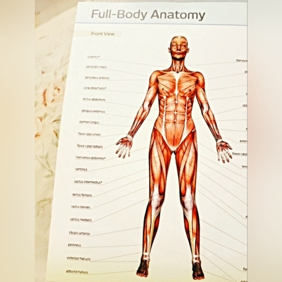 Anatomy of fitness: Pilates Guide - Picture 6 of 7